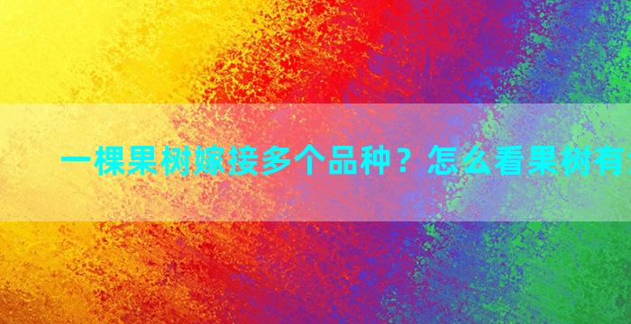 一棵果树嫁接多个品种？怎么看果树有没有嫁接