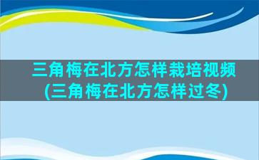 三角梅在北方怎样栽培视频(三角梅在北方怎样过冬)