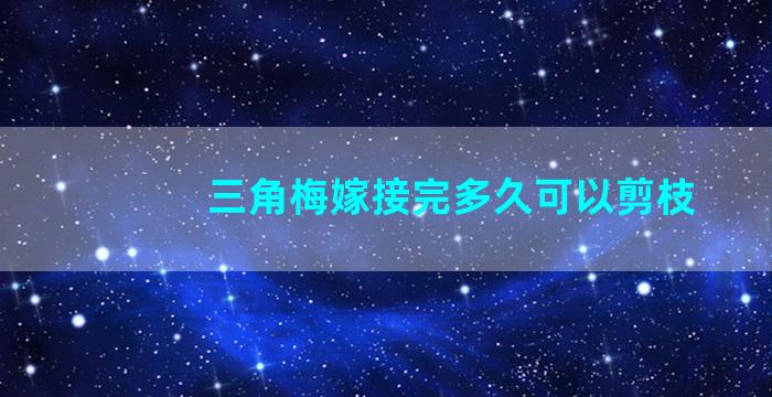 三角梅嫁接完多久可以剪枝