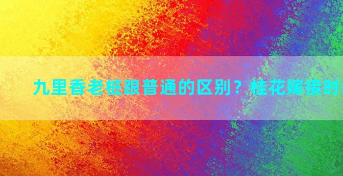 九里香老桩跟普通的区别？桂花嫁接时间和方法