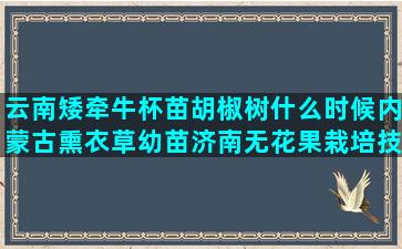 云南矮牵牛杯苗胡椒树什么时候内蒙古熏衣草幼苗济南无花果栽培技巧(云南矮牵牛杯苗栽培)