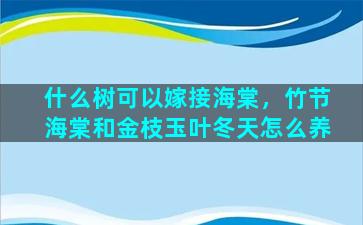 什么树可以嫁接海棠，竹节海棠和金枝玉叶冬天怎么养