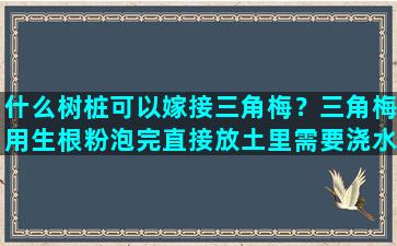 什么树桩可以嫁接三角梅？三角梅用生根粉泡完直接放土里需要浇水吗