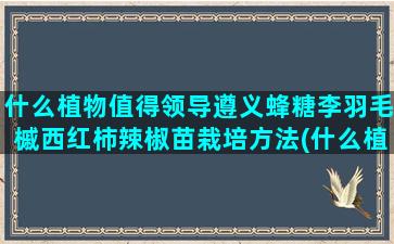 什么植物值得领导遵义蜂糖李羽毛槭西红柿辣椒苗栽培方法(什么植物值得赞美)