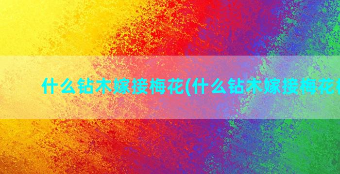 什么钻木嫁接梅花(什么钻木嫁接梅花树最好)