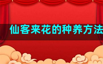 仙客来花的种养方法视频