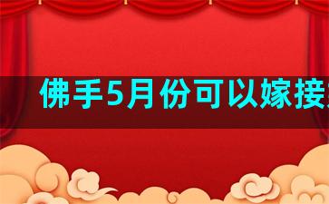 佛手5月份可以嫁接嫁接