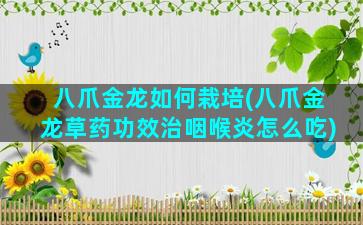 八爪金龙如何栽培(八爪金龙草药功效治咽喉炎怎么吃)