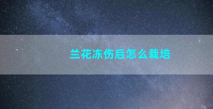 兰花冻伤后怎么栽培