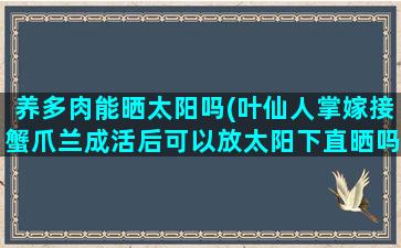 养多肉能晒太阳吗(叶仙人掌嫁接蟹爪兰成活后可以放太阳下直晒吗)