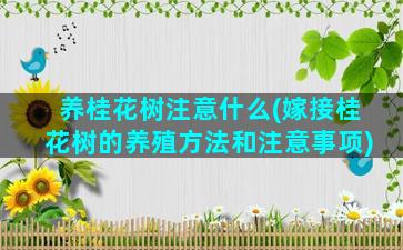 养桂花树注意什么(嫁接桂花树的养殖方法和注意事项)