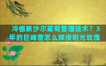 冷棚新沙尔葡萄管理技术？3年的巨峰苗怎么嫁接阳光玫瑰