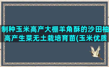 制种玉米高产大棚羊角酥的沙田柚高产生菜无土栽培育苗(玉米优质高产制种技术)