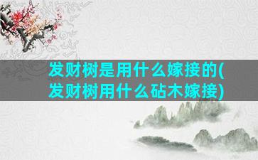 发财树是用什么嫁接的(发财树用什么砧木嫁接)