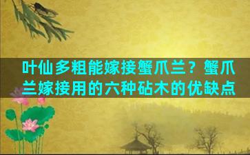 叶仙多粗能嫁接蟹爪兰？蟹爪兰嫁接用的六种砧木的优缺点