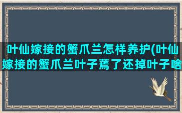 叶仙嫁接的蟹爪兰怎样养护(叶仙嫁接的蟹爪兰叶子蔫了还掉叶子啥原因)