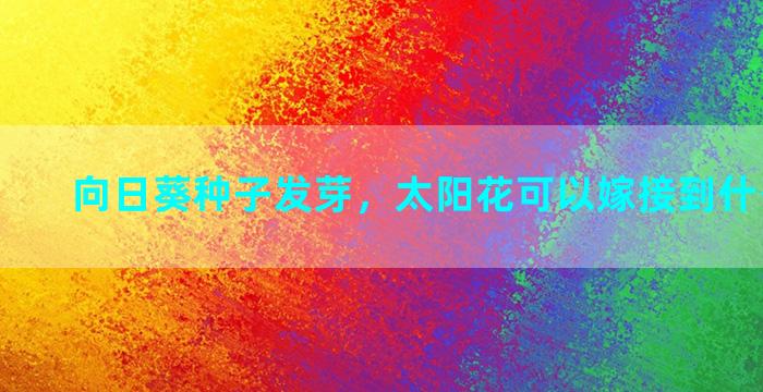 向日葵种子发芽，太阳花可以嫁接到什么植物上