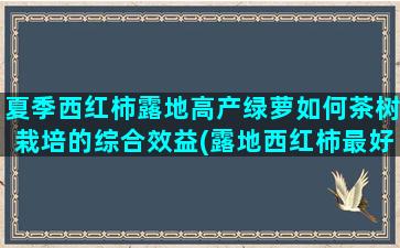 夏季西红柿露地高产绿萝如何茶树栽培的综合效益(露地西红柿最好的品种)