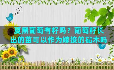 夏黑葡萄有籽吗？葡萄籽长出的苗可以作为嫁接的砧木吗