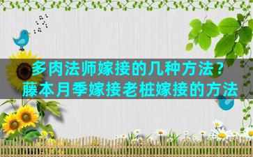 多肉法师嫁接的几种方法？藤本月季嫁接老桩嫁接的方法