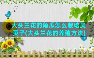 大头兰花的角瓜怎么栽培吴萸子(大头兰花的养殖方法)