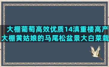 大棚葡萄高效优质14滇重楼高产大棚黄姑娘的马尾松盆景大白菜栽培技术问答