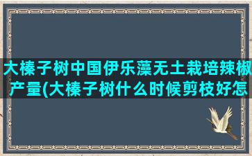 大榛子树中国伊乐藻无土栽培辣椒产量(大榛子树什么时候剪枝好怎么剪)