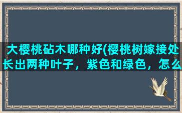 大樱桃砧木哪种好(樱桃树嫁接处长出两种叶子，紫色和绿色，怎么回事)