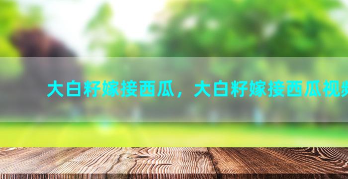 大白籽嫁接西瓜，大白籽嫁接西瓜视频教程