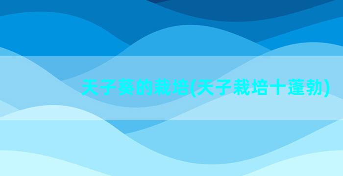 天子葵的栽培(天子栽培十蓬勃)