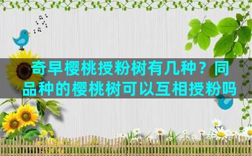 奇早樱桃授粉树有几种？同品种的樱桃树可以互相授粉吗