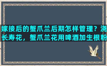 嫁接后的蟹爪兰后期怎样管理？浇长寿花，蟹爪兰花用啤酒加生根粉多菌灵可以吗