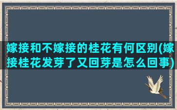 嫁接和不嫁接的桂花有何区别(嫁接桂花发芽了又回芽是怎么回事)