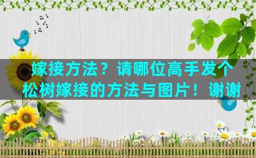 嫁接方法？请哪位高手发个松树嫁接的方法与图片！谢谢