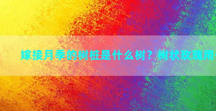 嫁接月季的树桩是什么树？树状玫瑰用什么嫁接