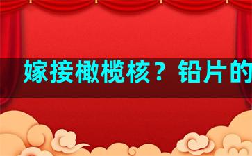 嫁接橄榄核？铅片的绑法