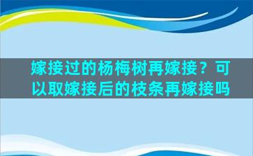 嫁接过的杨梅树再嫁接？可以取嫁接后的枝条再嫁接吗