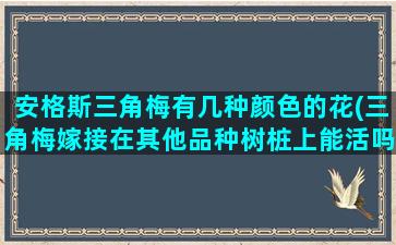 安格斯三角梅有几种颜色的花(三角梅嫁接在其他品种树桩上能活吗)