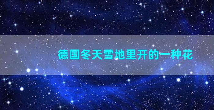 德国冬天雪地里开的一种花