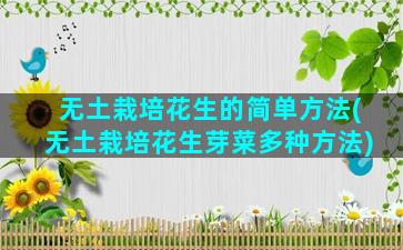 无土栽培花生的简单方法(无土栽培花生芽菜多种方法)