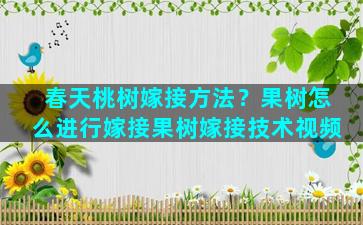 春天桃树嫁接方法？果树怎么进行嫁接果树嫁接技术视频