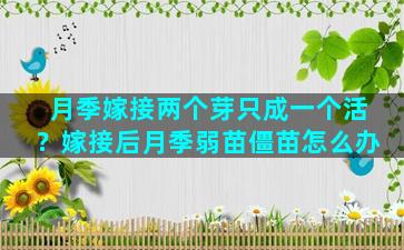 月季嫁接两个芽只成一个活？嫁接后月季弱苗僵苗怎么办