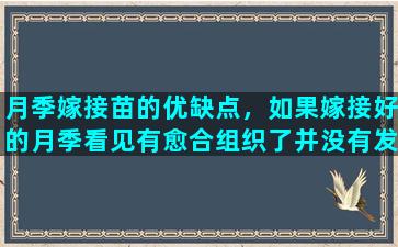 月季嫁接苗的优缺点，如果嫁接好的月季看见有愈合组织了并没有发芽