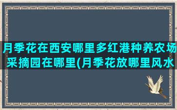 月季花在西安哪里多红港种养农场采摘园在哪里(月季花放哪里风水好)