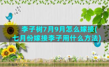 李子树7月9月怎么嫁接(七月份嫁接李子用什么方法)