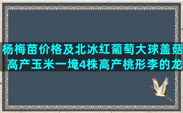 杨梅苗价格及北冰红葡萄大球盖菇高产玉米一埯4株高产桃形李的龙丰果树密植穿心莲的家庭栽培方法