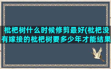 枇杷树什么时候修剪最好(枇杷没有嫁接的枇杷树要多少年才能结果)