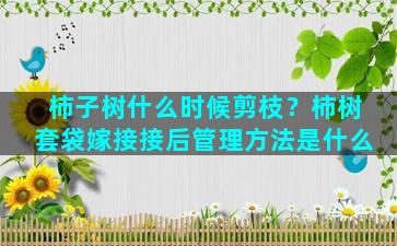 柿子树什么时候剪枝？柿树套袋嫁接接后管理方法是什么