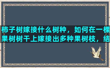 柿子树嫁接什么树种，如何在一棵果树树干上嫁接出多种果树枝，结出多种果品来