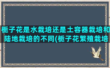 栀子花是水栽培还是土容器栽培和陆地栽培的不同(栀子花繁殖栽培)